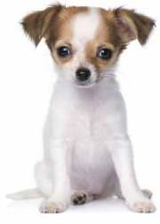 Simple Solution Puppy aid training spray Simple Solution Puppy aid training spray - Средство для приучения щенков к туалету.