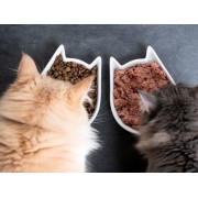 Как правильно кормить кошку и каким кормом? Как правильно кормить кошку и каким кормом?