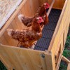 : Ferplast Cage Hen House дерев'яний будиночок для свійської птиці (кури) - Petplus : Ferplast Cage Hen House дерев'яний будиночок для свійської птиці (кури) - Petplus