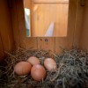 : Ferplast Cage Hen House дерев'яний будиночок для свійської птиці (кури) - Petplus : Ferplast Cage Hen House дерев'яний будиночок для свійської птиці (кури) - Petplus