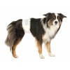 : Trixie Diapers Male Dogs – подгузники для кобелей, защита и комфорт : Trixie Diapers Male Dogs – подгузники для кобелей, защита и комфорт