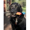 Нейлонова жувальна іграшка для собак "SodaPup Hot Dog Nylon Chew Toy" | СодаПап - Хот Дог: розроблена спеціально для собак, які люблять жувати Надміцна | країна-виробник: США/USA Petplus Нейлонова жувальна іграшка для собак "SodaPup Hot Dog Nylon Chew Toy" | СодаПап - Хот Дог: розроблена спеціально для собак, які люблять жувати Надміцна | країна-виробник: США/USA Petplus